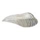 Vide poche coquillage