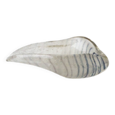 Shell-shaped catchall