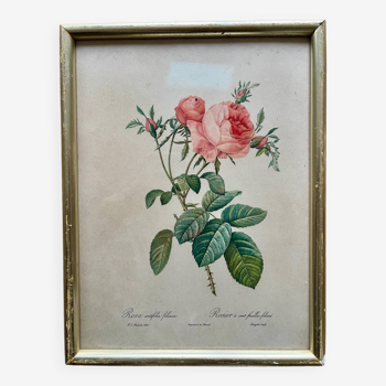 Lithographie encadrée rose PJ Redouté