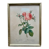 PJ Redouté pink framed lithograph