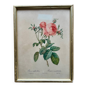 PJ Redouté pink framed lithograph