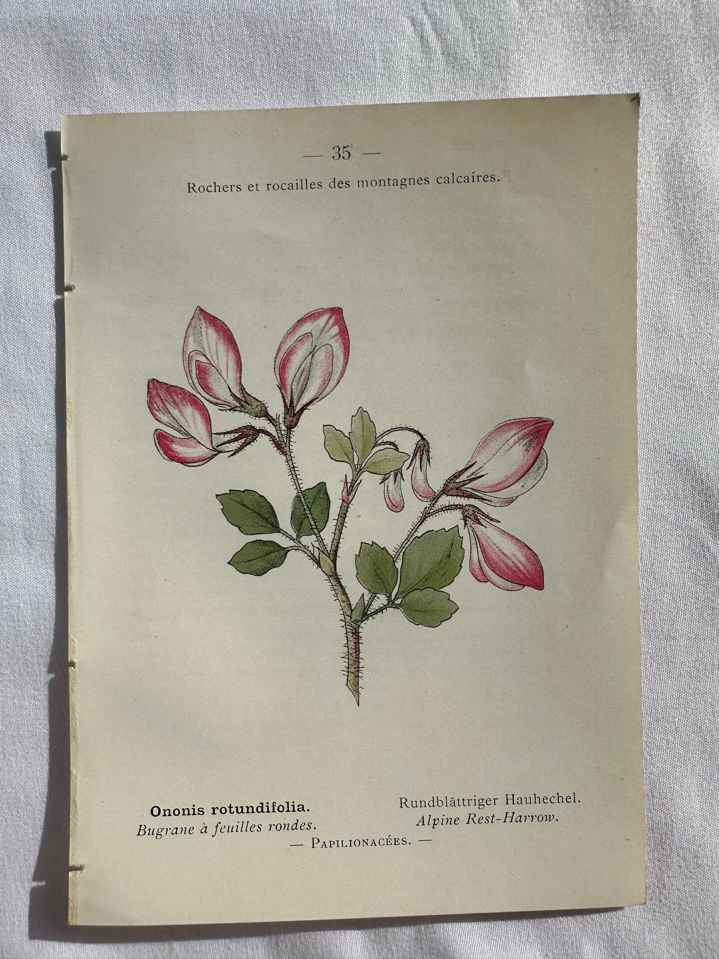 Naturalist Plate – 19th Century Botanical Engraving, Double-Sided
