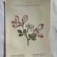 Naturalist Plate – 19th Century Botanical Engraving, Double-Sided