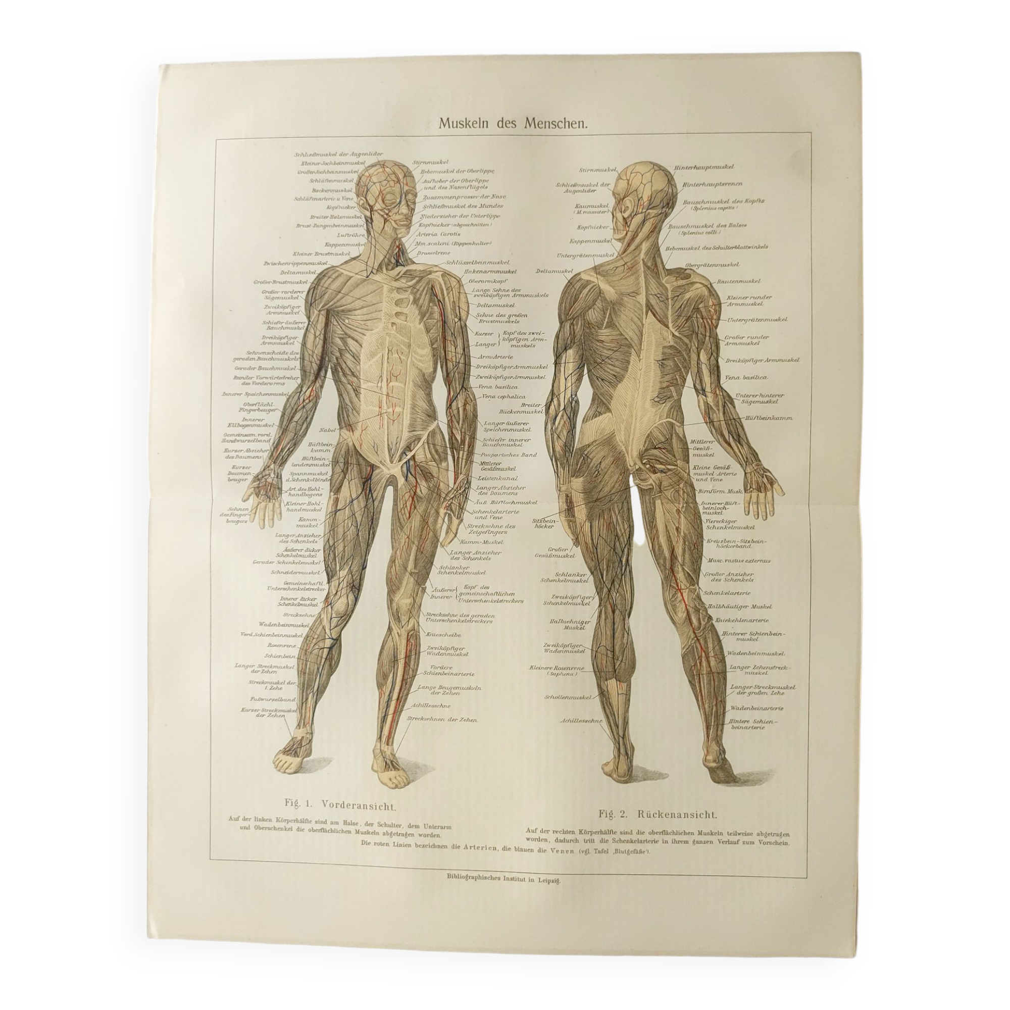 Antique print - Human anatomy - Muscles - Chromo-lithography from 1909