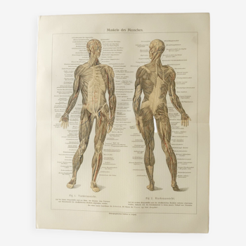 Gravure ancienne - Anatomie humaine - Muscles - Chromo-lithographie de 1909