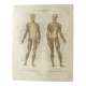 Antique print - Human anatomy - Muscles - Chromo-lithography from 1909