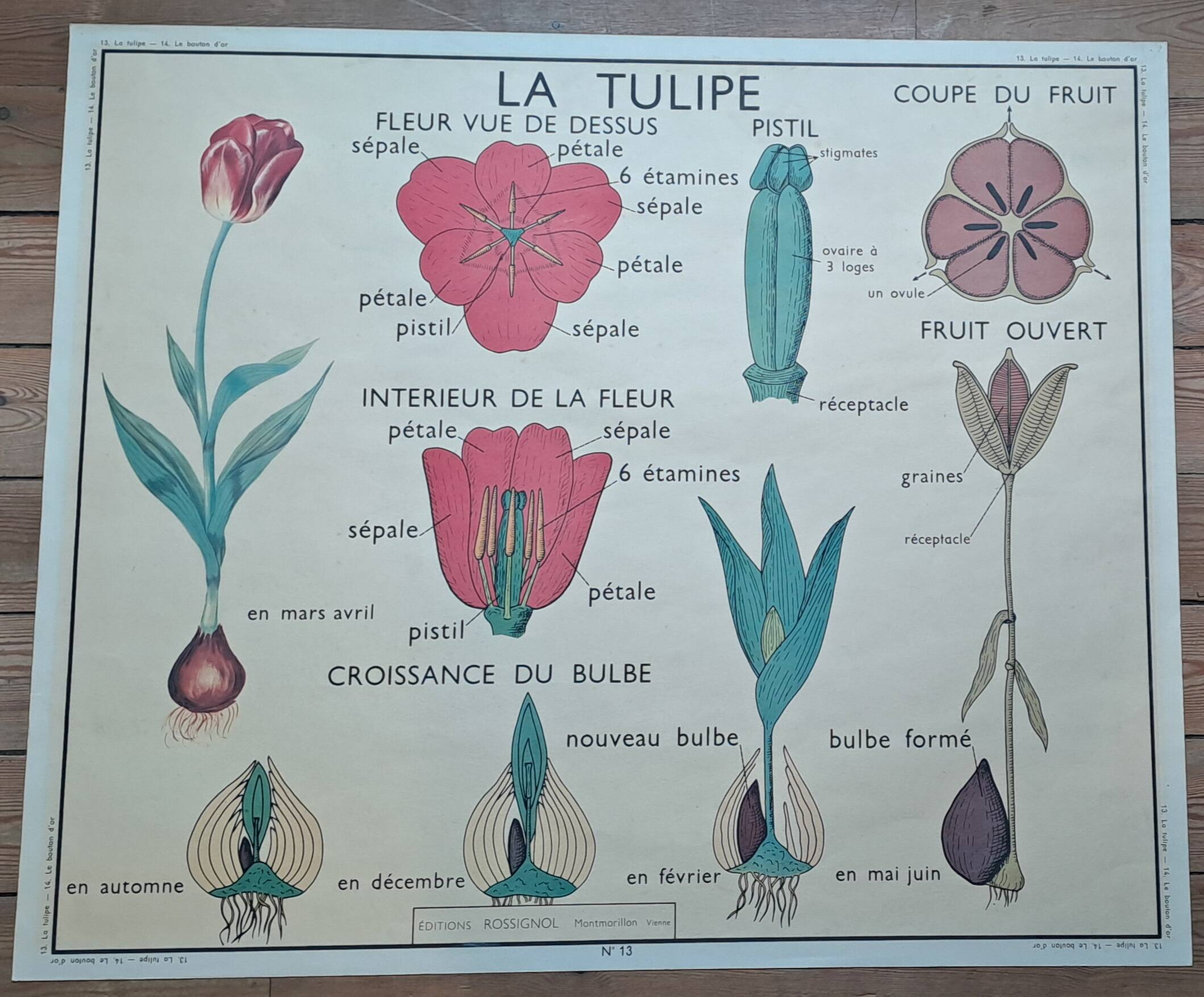 Old botanical poster “rossignol” the poppy - the wallflower