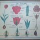 Old botanical poster “rossignol” the poppy - the wallflower