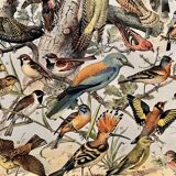Lithographie sur les oiseaux de 1911