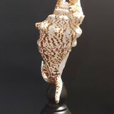 Cabinet of Curiosities with a harpago chiragra shell on a base.
