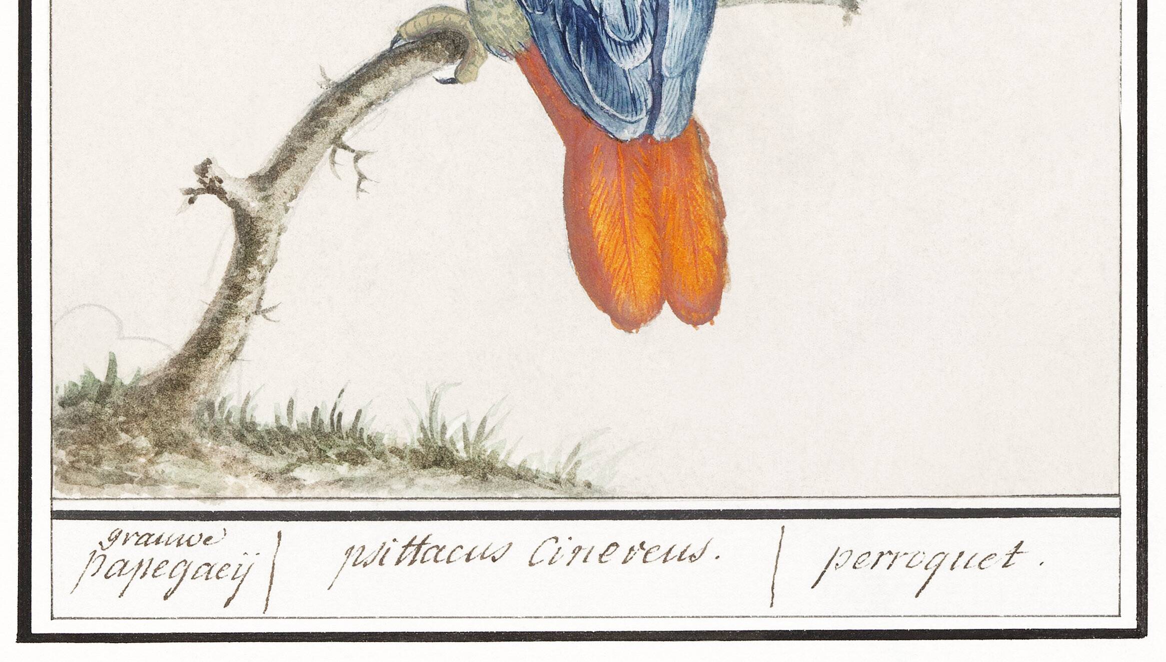 Small poster about the parrot, after an old engraving from 1610.