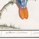 Small poster about the parrot, after an old engraving from 1610.