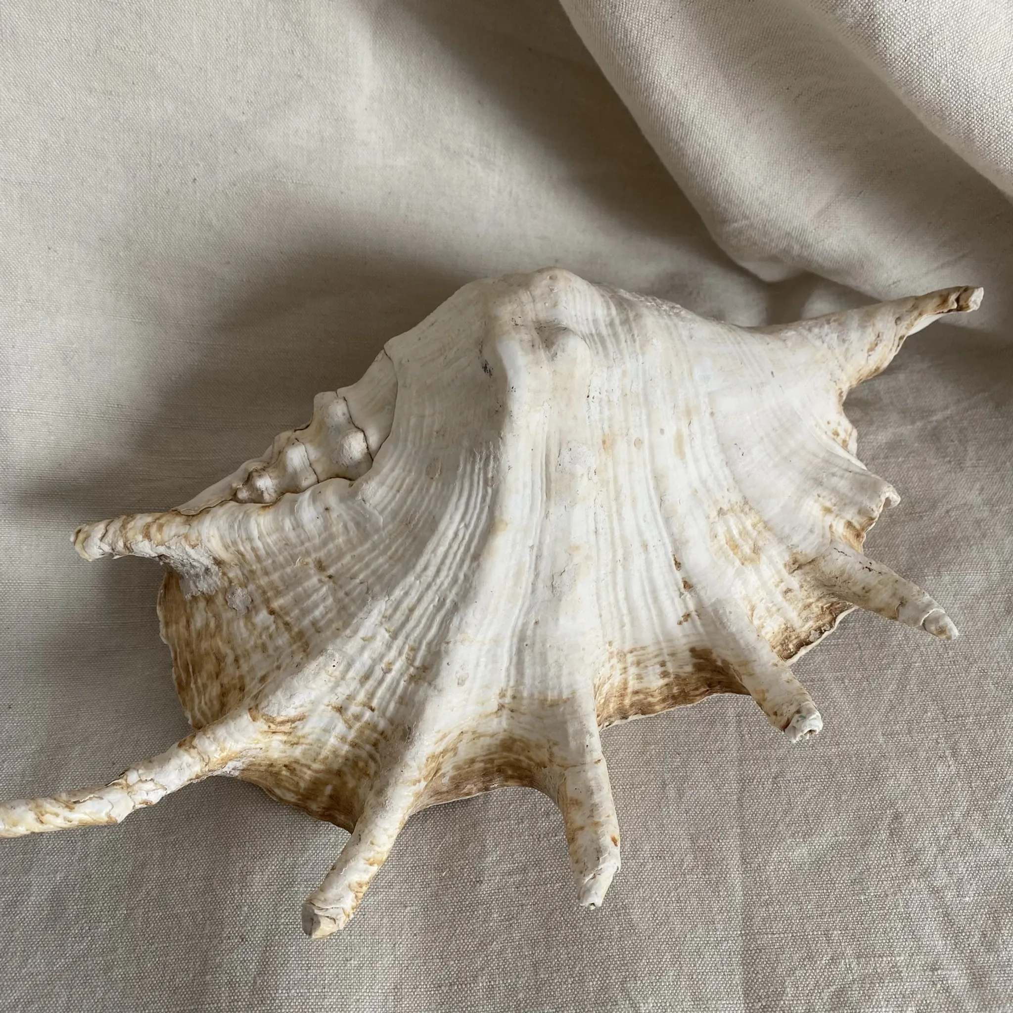 Grand coquillage Lambis à 7 doigts