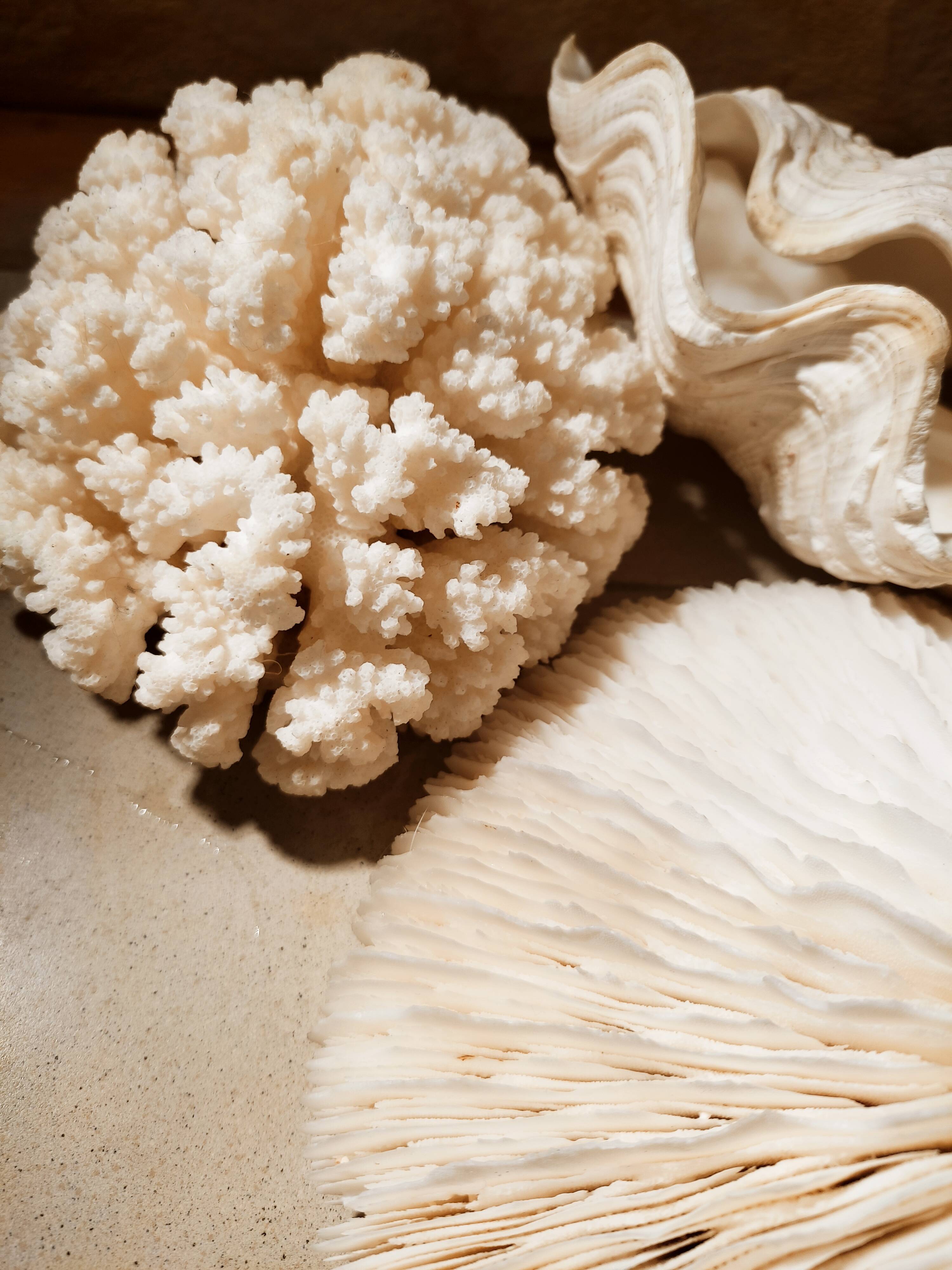 Corals and shellfish