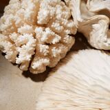 Corals and shellfish