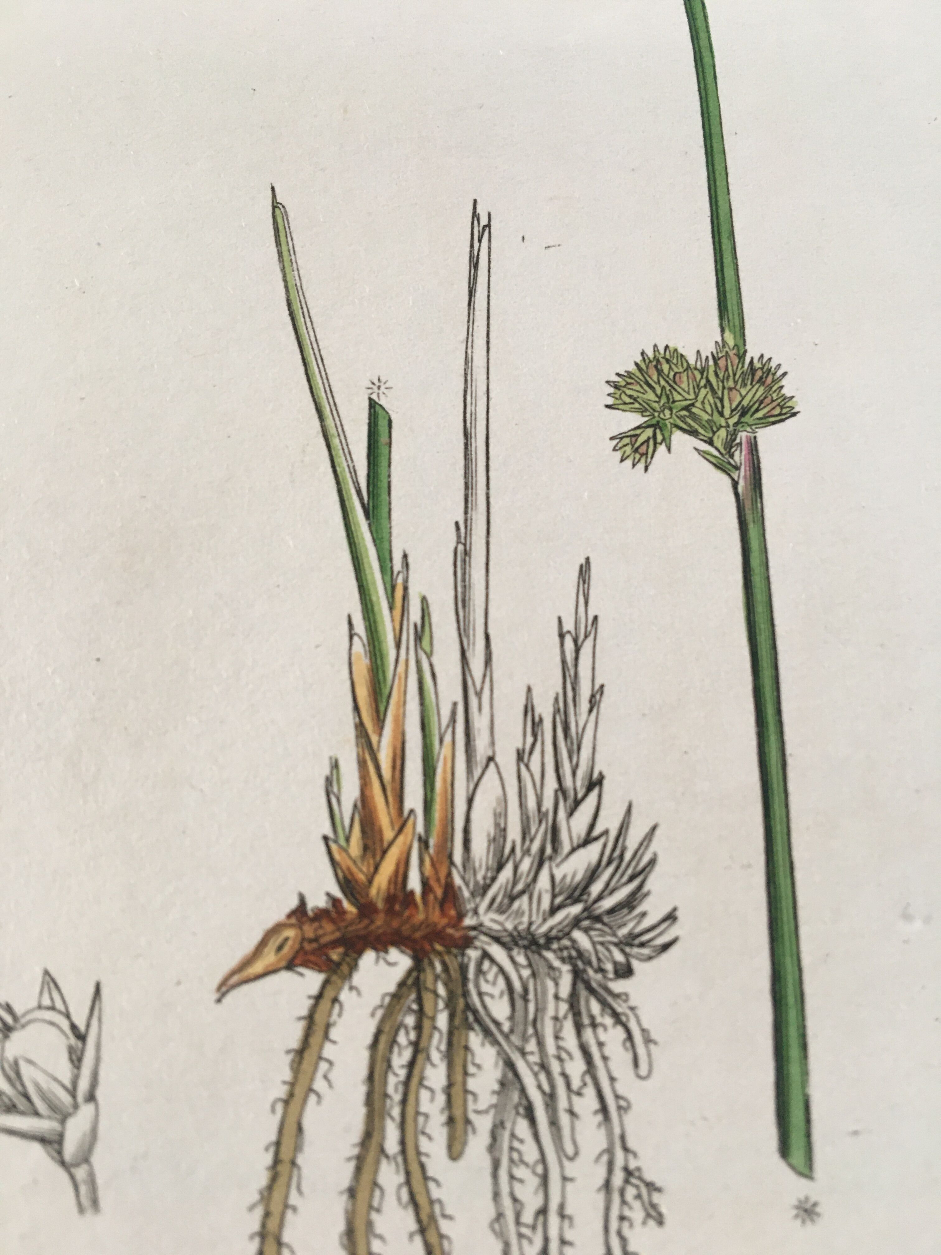Botanical board, London 1809
