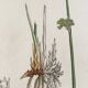 Botanical board, London 1809