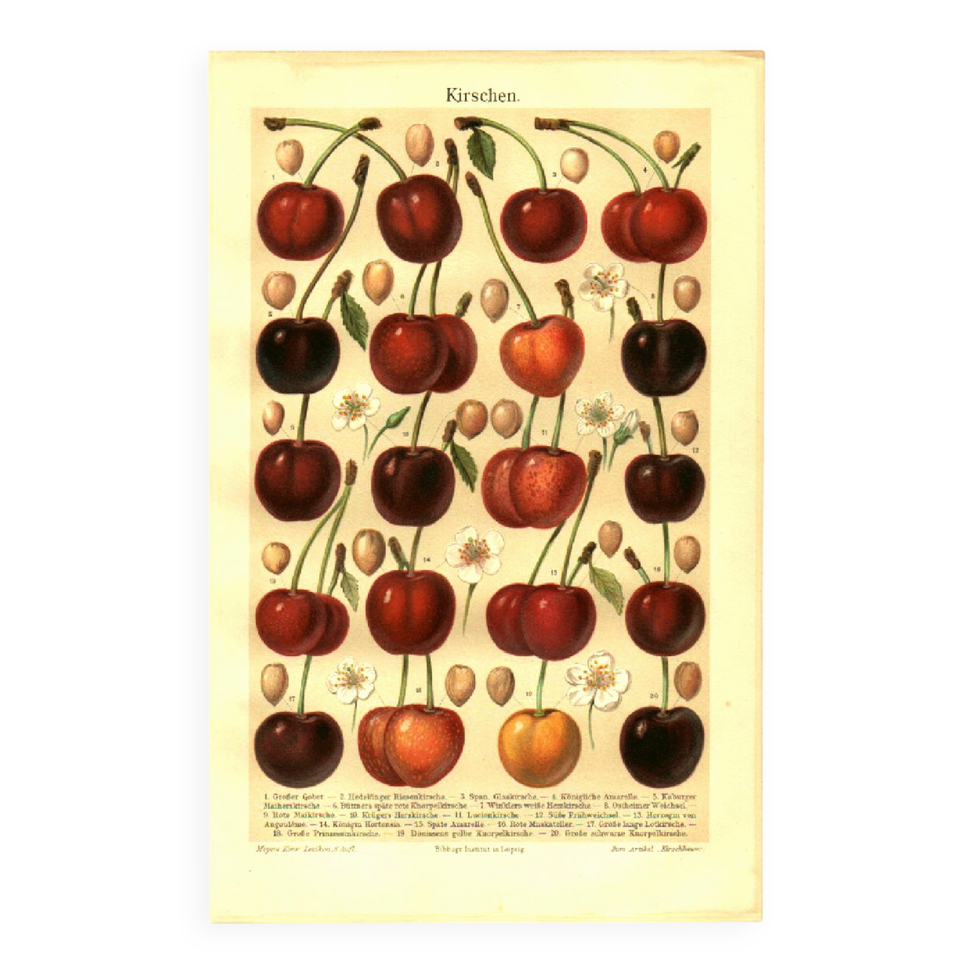 Botanical engraving from 1904 - Cherries - Orchard fruits Lithograph, plate