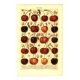 Botanical engraving from 1904 - Cherries - Orchard fruits Lithograph, plate