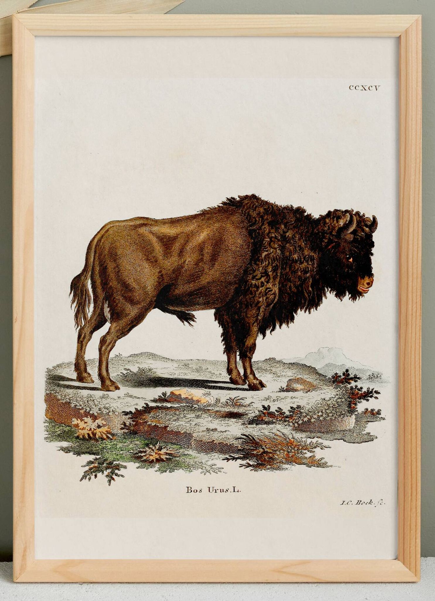Poster about the Steppe Bison, based on an old engraving from 1774.