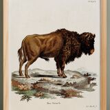 Poster about the Steppe Bison, based on an old engraving from 1774.