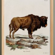 Poster about the Steppe Bison, based on an old engraving from 1774.