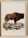 Affiche sur le Bison des steppes, d'après une gravure ancienne de 1774.