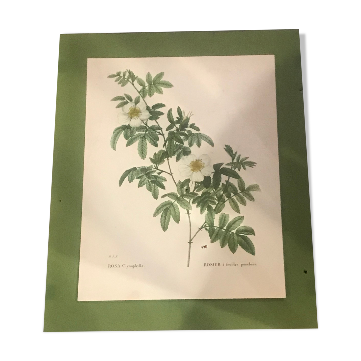 Botanical illustration