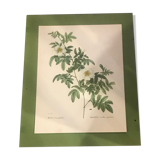 Botanical illustration