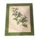 Illustration botanique