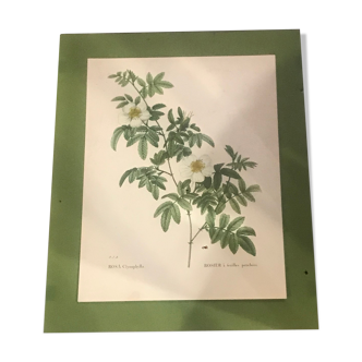 Botanical illustration