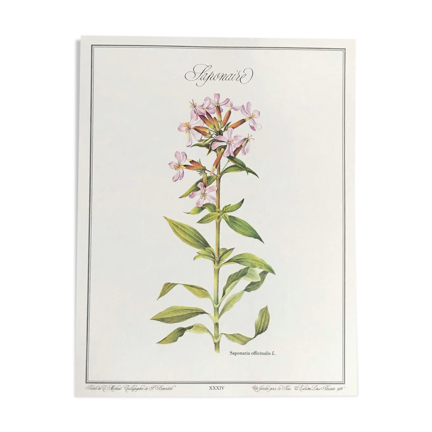 Botanical plank the saponaire