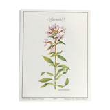 Botanical plank the saponaire