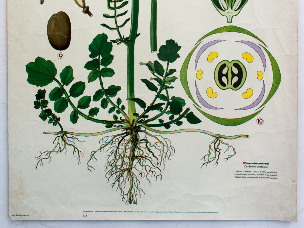 Displays educational 1972 Marsh moth