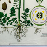 Displays educational 1972 Marsh moth