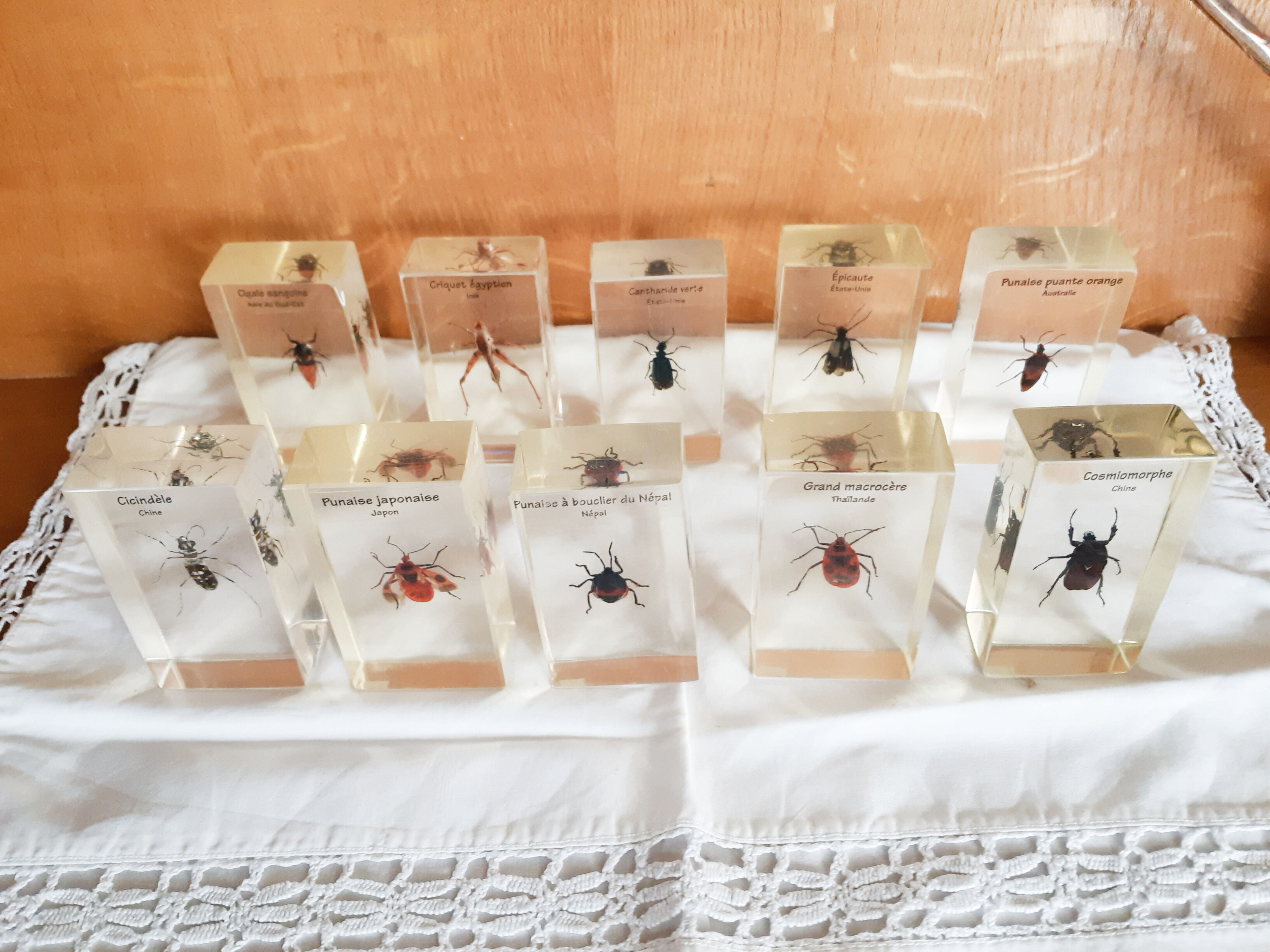 Lot de 10 véritables insectes en inclusion de résine