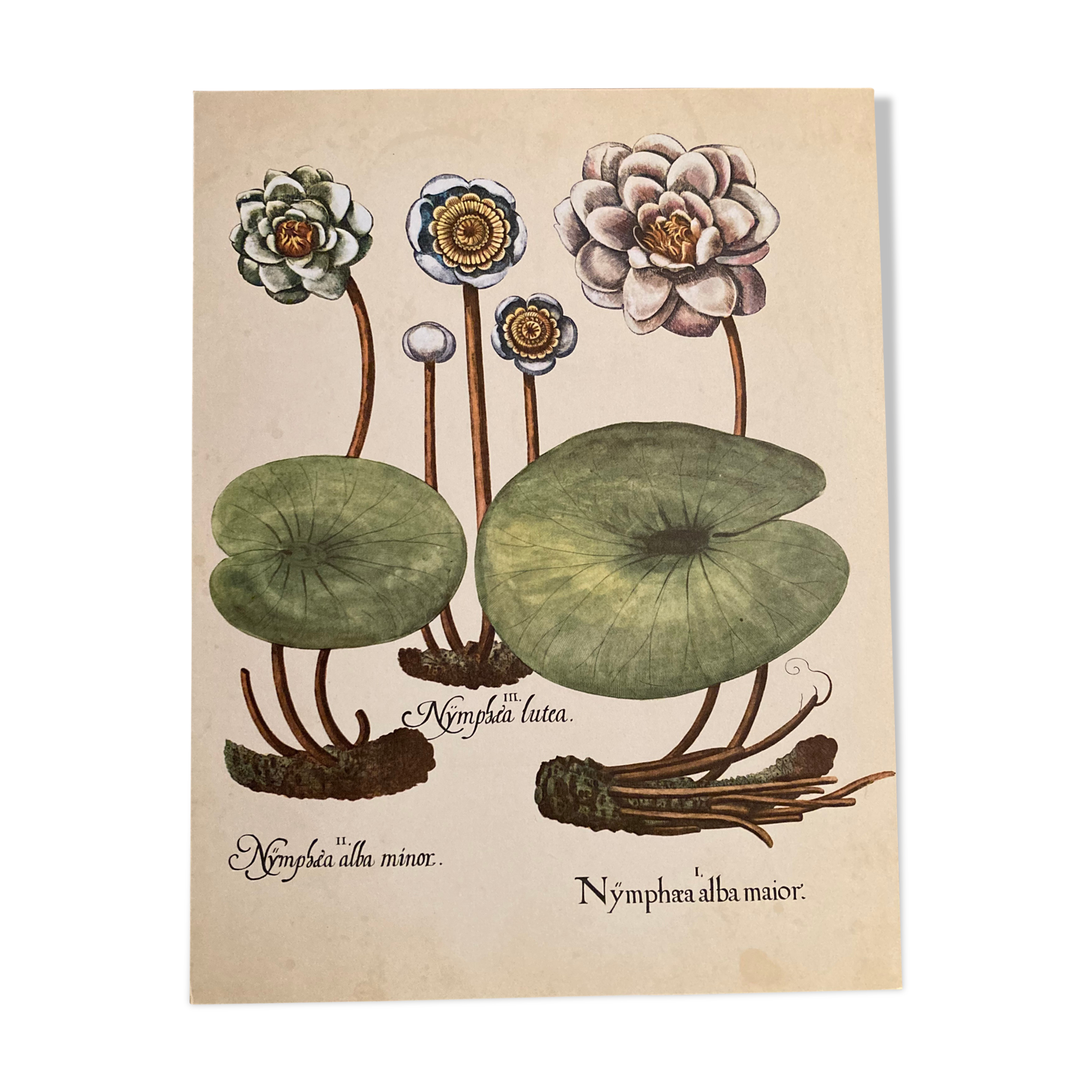 Botanical poster Nymphea alba