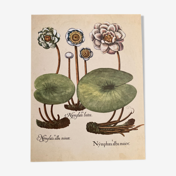 Affiche botanique Nymphea alba
