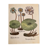 Botanical poster Nymphea alba