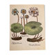 Botanical poster Nymphea alba