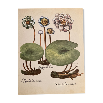 Affiche botanique Nymphea alba