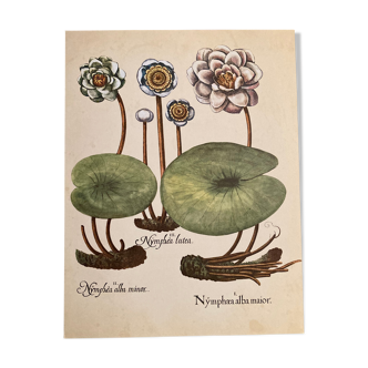 Botanical poster Nymphea alba
