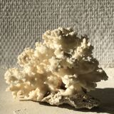 White coral branch
