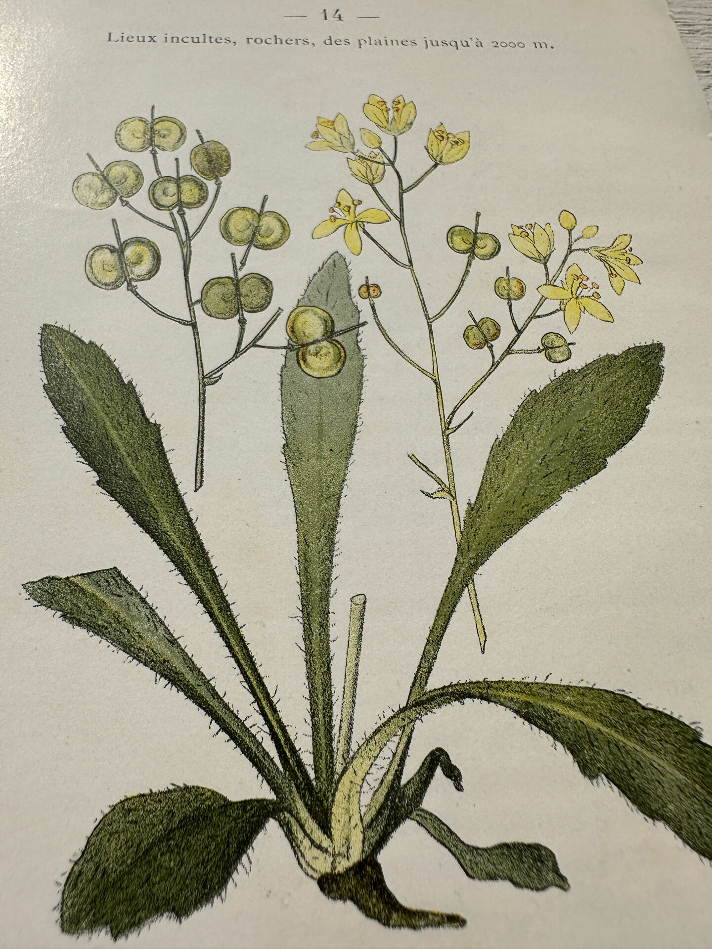 Botanical Plate 1800 Old naturalist engraving 19th century double-sided