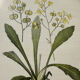 Botanical Plate 1800 Old naturalist engraving 19th century double-sided