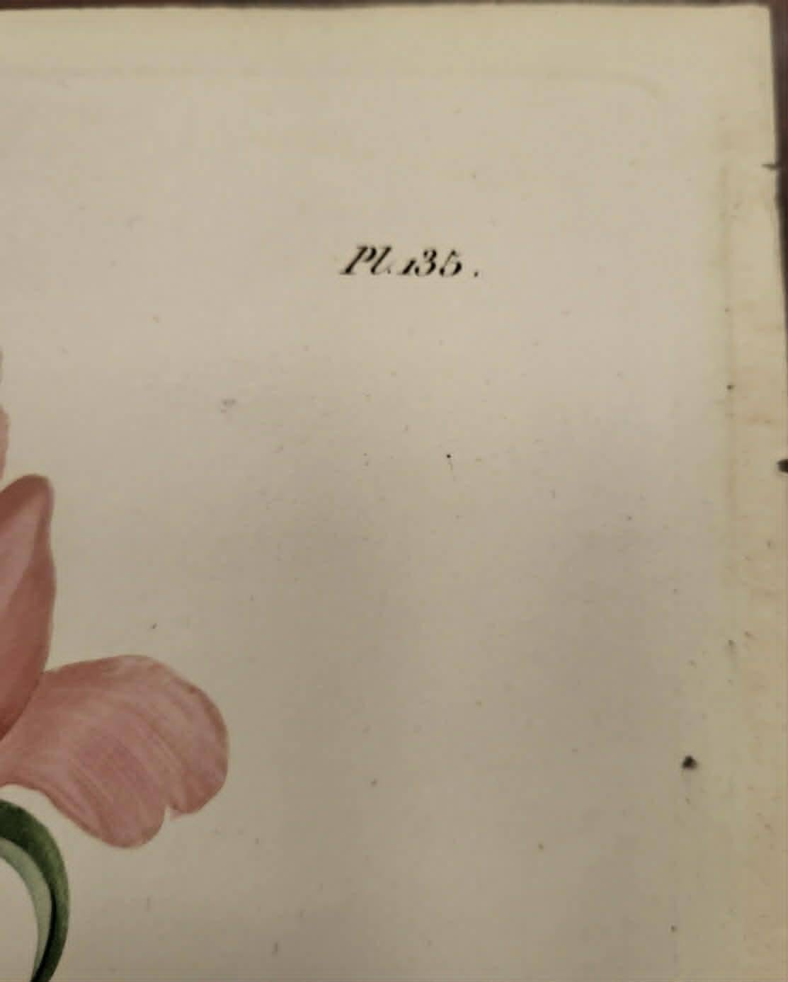 Phytographie médicale, pivoine officinale ,peint à la main, joseph roques 1