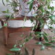 Old wooden stool or step