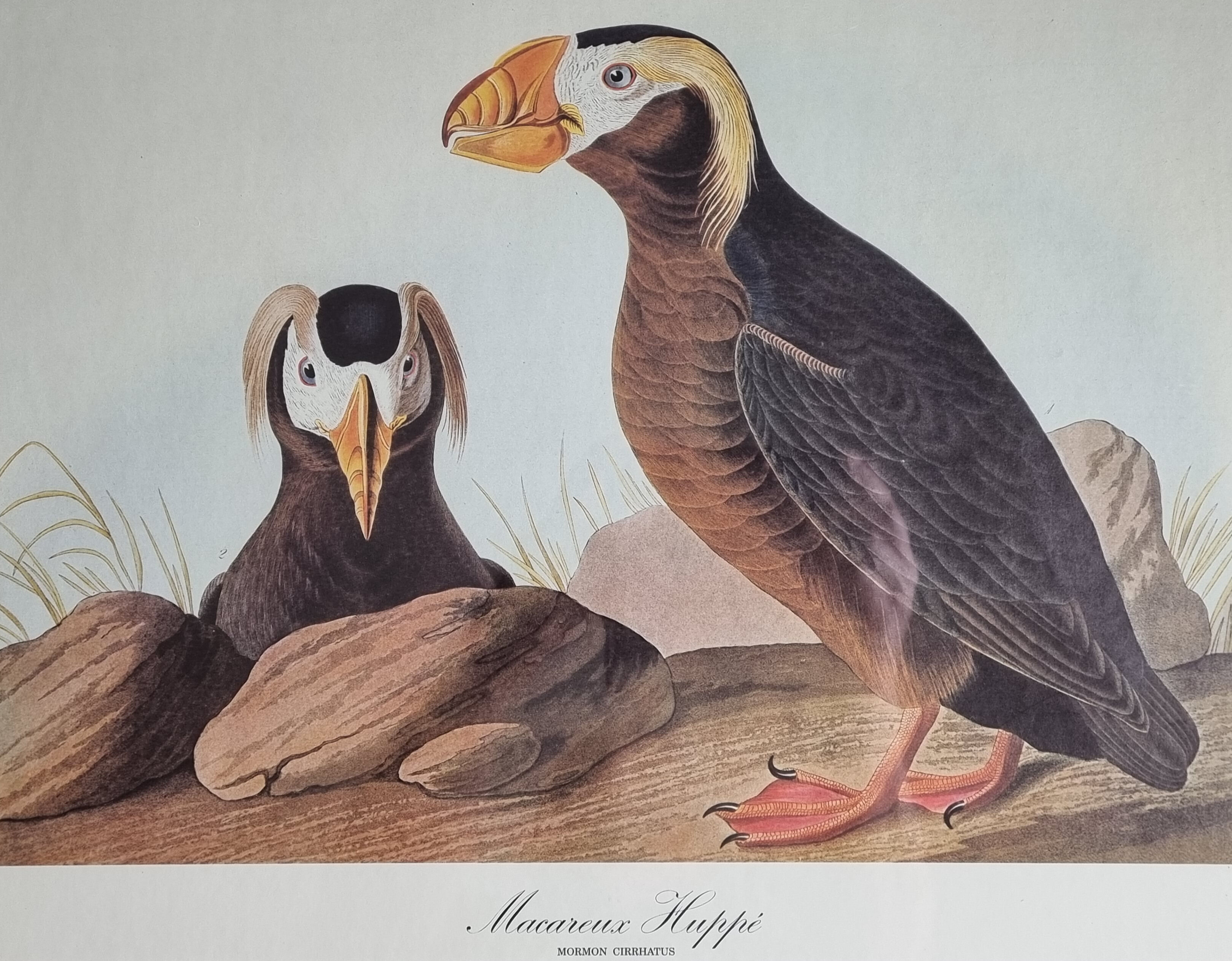 Vintage reproduction after Jean-Jacques Audubon, ornithology, Puffin Crested