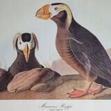 Vintage reproduction after Jean-Jacques Audubon, ornithology, Puffin Crested