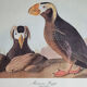 Reproduction vintage d'après Jean-Jacques Audubon, ornithologie, Macareux Huppé